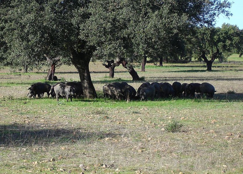 ¿A qué sabe el jamón ibérico?